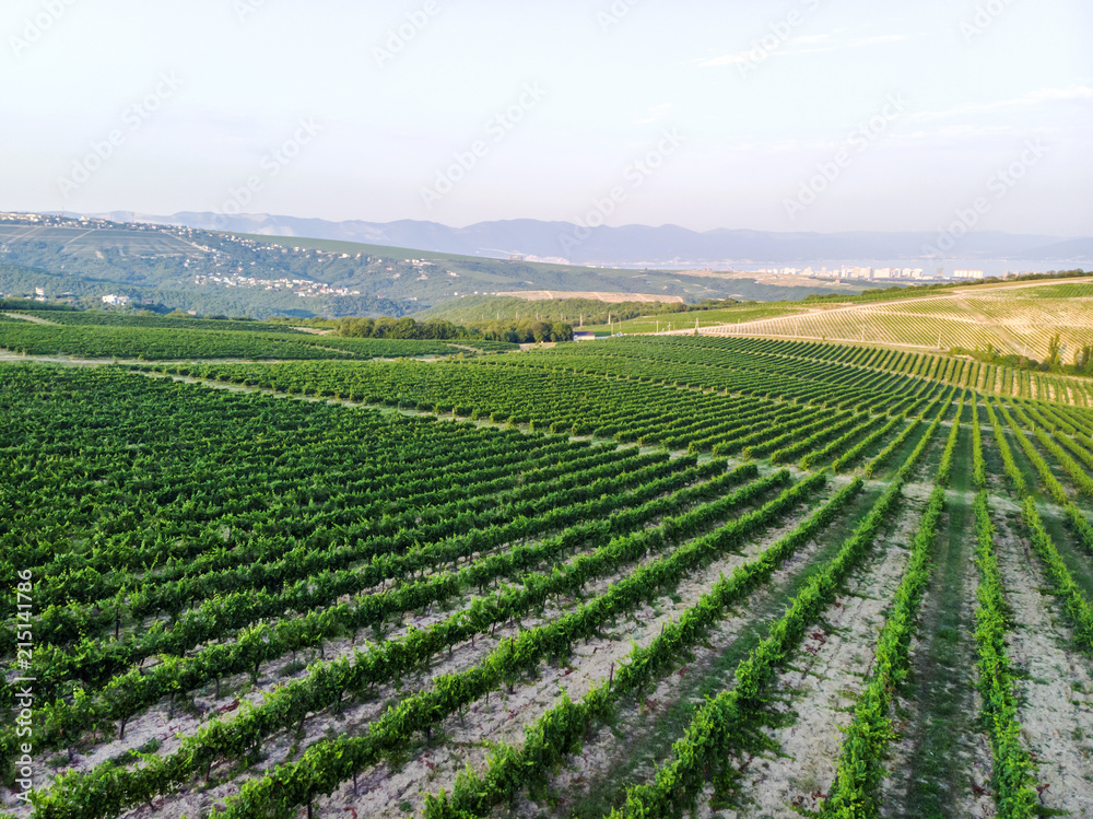 Aerial view of a vineyard hills landscape with roads at sunset