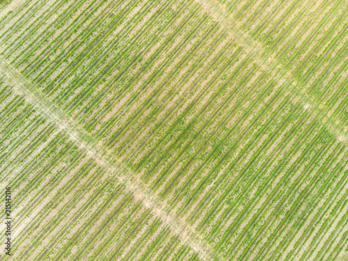 Aerial view of a vineyard hills landscape with roads at sunset