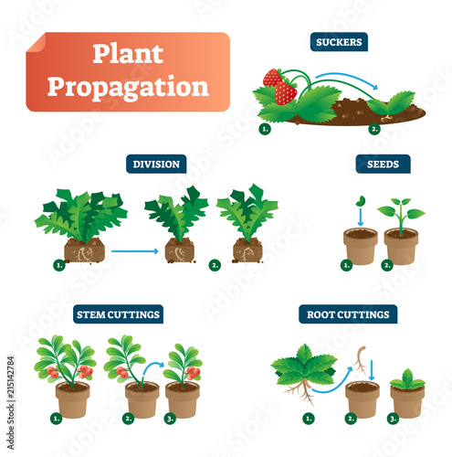 Plant propagation vector illustration diagram. Scheme with labels on suckers, division, seeds, stem and root cuttings. Biology, gardening and sprouts cultivation classic.