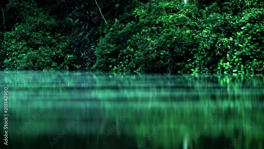 Timelapse of swamp Botanical Gardens Singapore Asia Timelapse of swamp Botanical Gardens Singapore Asia