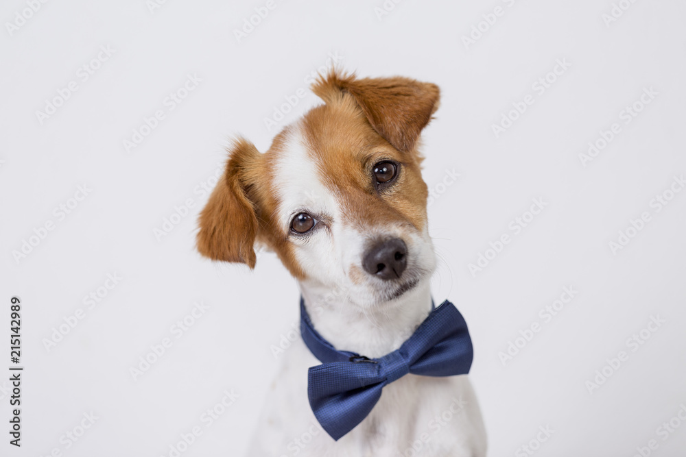 portrait of a cute young small white dog wearing a modern blue bowtie. White background. Pets indoors - obrazy, fototapety, plakaty 