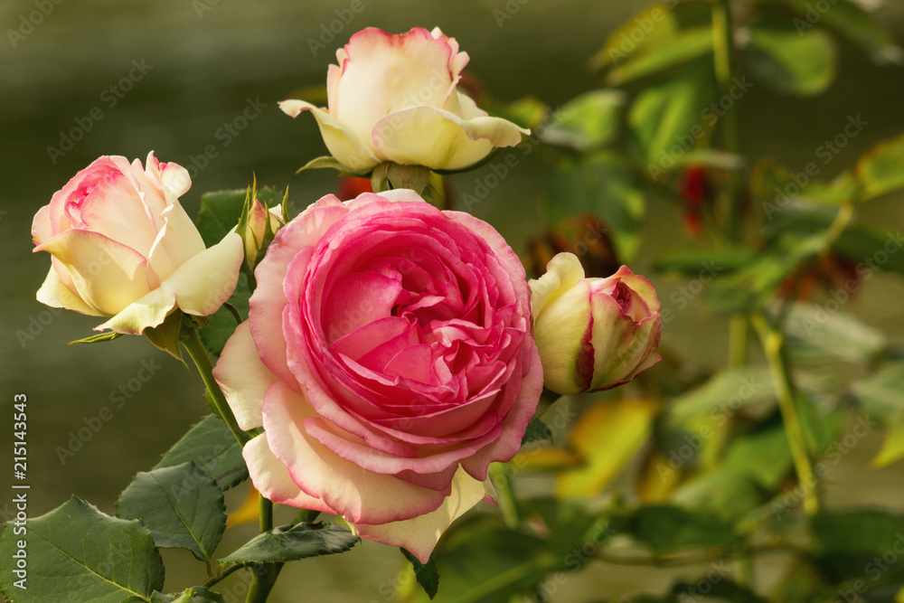 Fototapeta premium The summer garden blossomed a beautiful rose. It was painted in 2 colors: silver-pink petals and cream edges