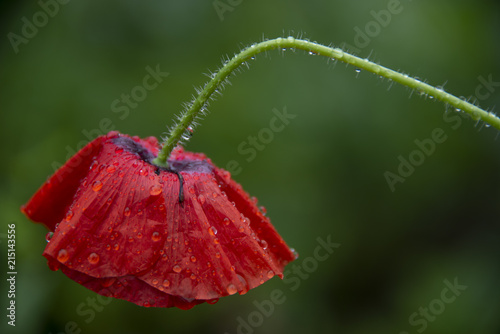 FLOWERS - red poppy on a green background after a rain