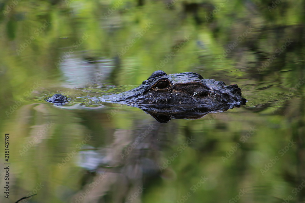 Obraz premium American Alligator