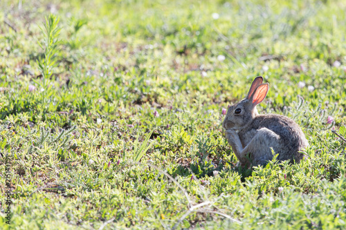 A small rabbit in a field  © Jennifer