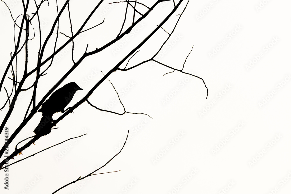 Silhouette of a raven or crow on a tree branch