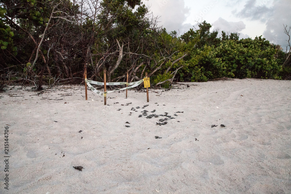 Obraz premium Hatchling baby loggerhead sea turtles Caretta caretta climb out of their nest