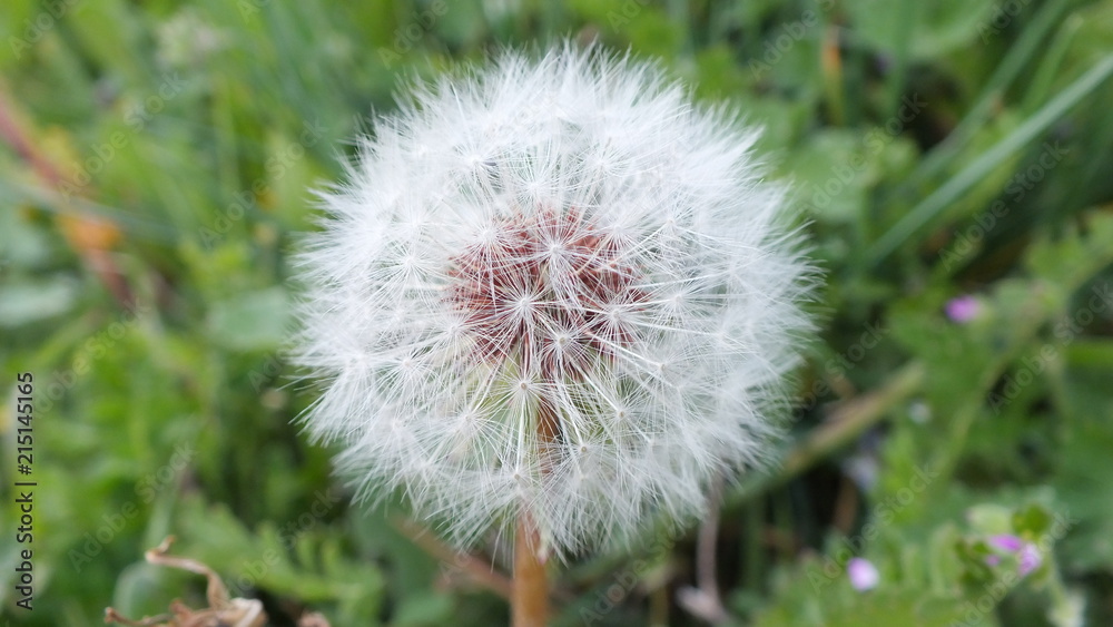 Obraz premium Diente de León Primer plano