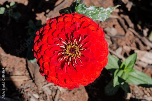 Flores