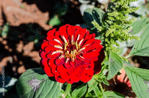Flores