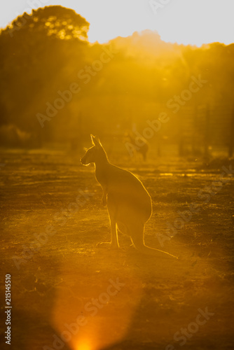 Kangaroo © Casey