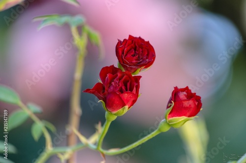 Rosas