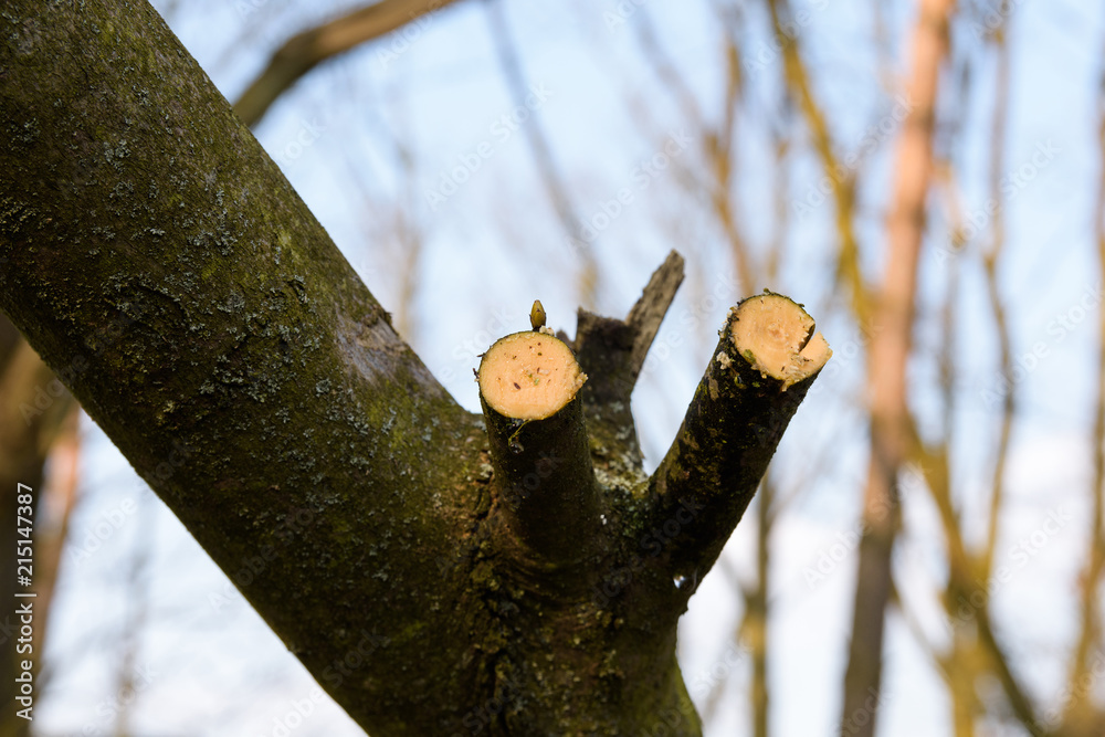 Fresh branch trim frische abgeschnittene zweige Fresh branch trim frische abgeschnittene zweige