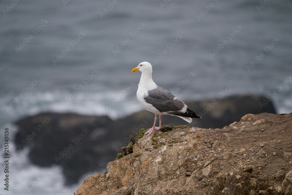 Seagull on rock at Mori Point, CA, Pacific Ocean. Seagull on rock at Mori Point, CA, Pacific Ocean.