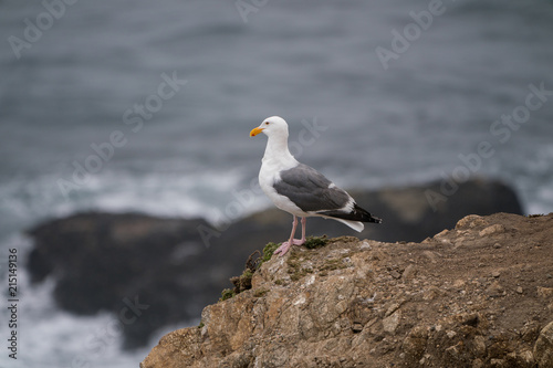 Seagull on rock at Mori Point  CA  Pacific Ocean.