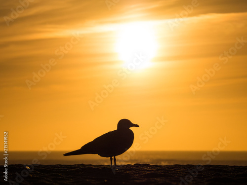 photograph of a single seagull standing on a sandy beach at sunset with bright orange and yellow hues and dark silhouettes of the bird