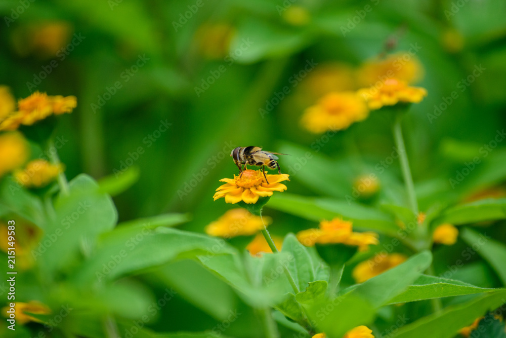 Bee posing for the photo Bee posing for the photo