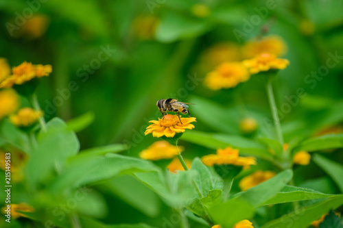 Bee posing for the photo © Josemanuelportraits