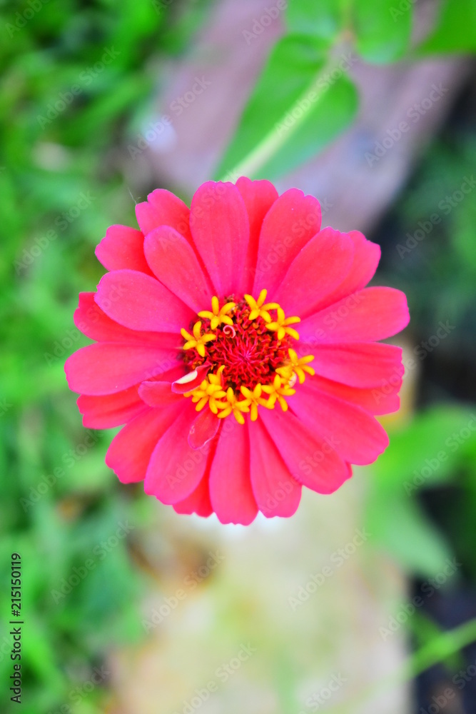 Red Zinnnia color pop
