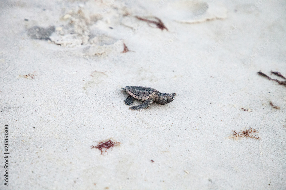 Φωτογραφία Hatchling baby loggerhead sea turtles Caretta caretta climb out of their nest