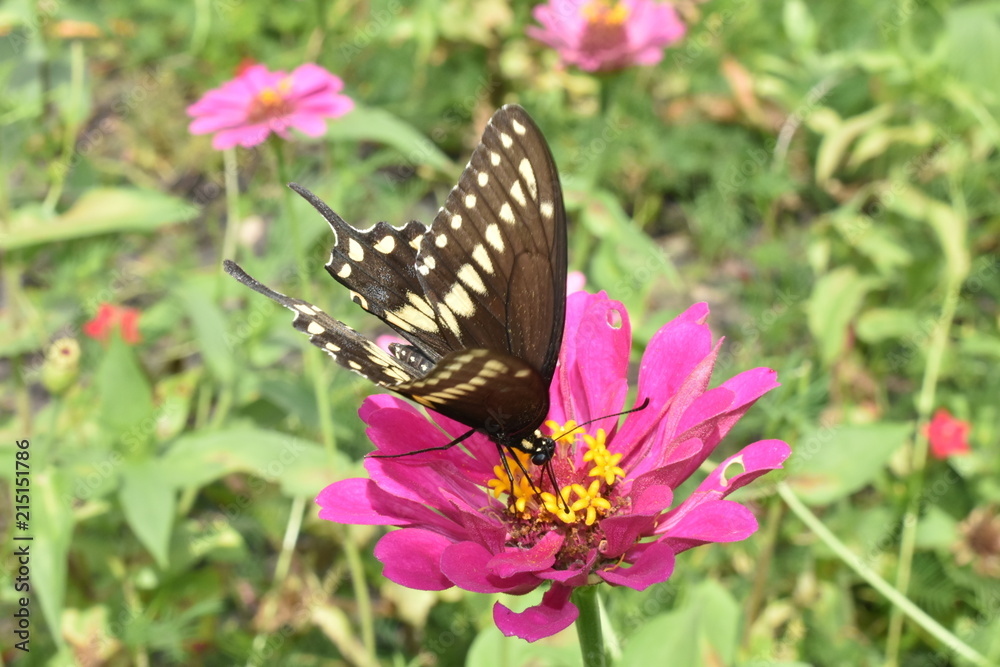 Fototapeta premium swallowtail on pink zinnia