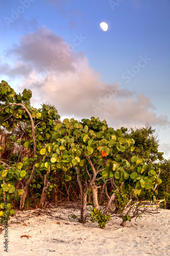 Fruit hangs off a seagrape tree Coccoloba uvifera