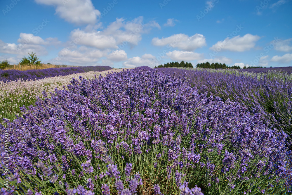 Lavender field with more kind of lavenders.