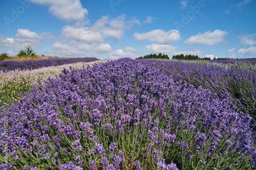 Lavender field with more kind of lavenders.