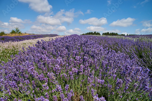 Fototapeta Naklejka Na Ścianę i Meble -  Lavender field with more kind of lavenders.