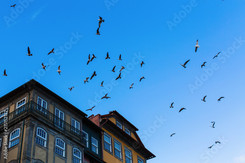 Seagulls circling over the houses in old Porto downtown  Portugal.