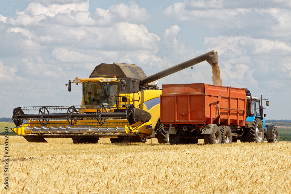 Fototapeta premium Combine harvester load wheat in the truck at the time of harvest in a sunny summer day