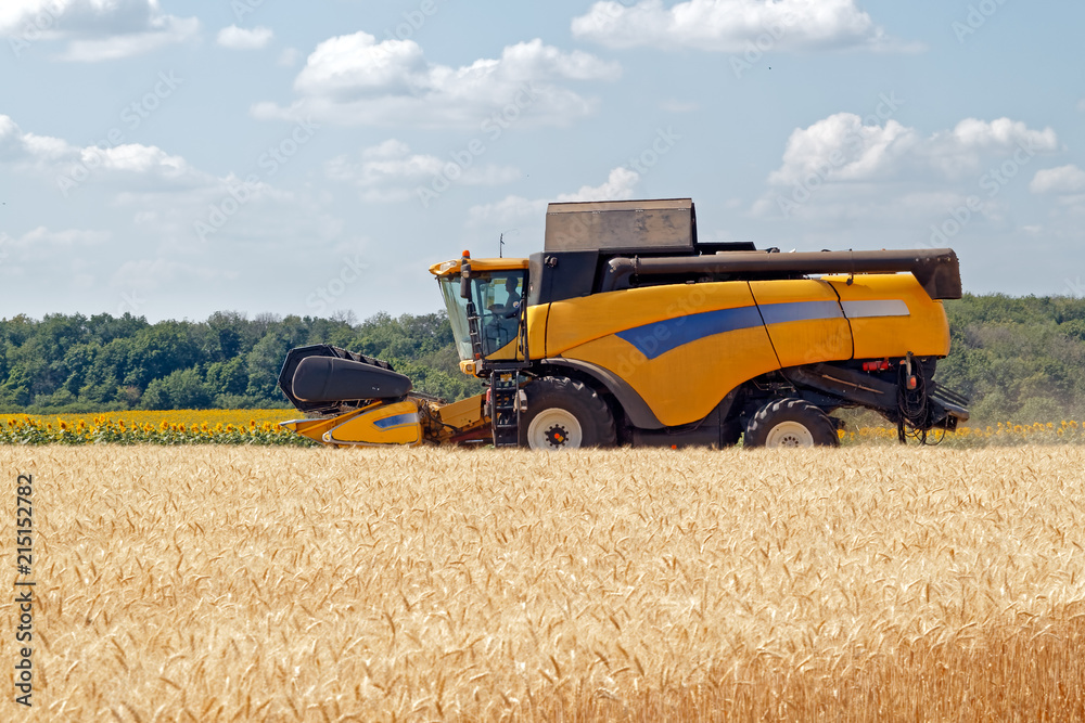 Fototapeta premium Combine harvests wheat on a field in sunny summer day