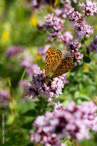 Butterfly on flower summer meadow background.