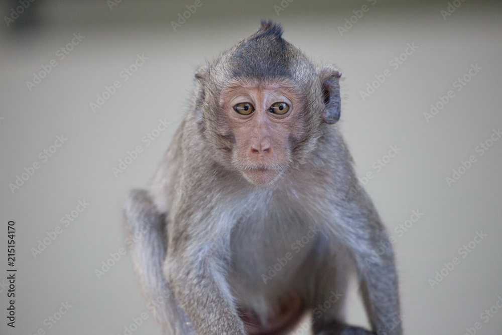 Fototapeta premium 可愛いサル
