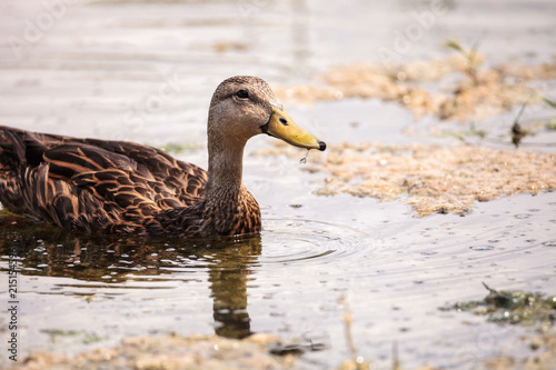 Female Mottled Duck Anas fulvigula fulvigula photo