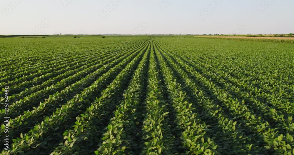 Aerial shot of green soybean field at agricultural farm. Aerial shot of green soybean field at agricultural farm.