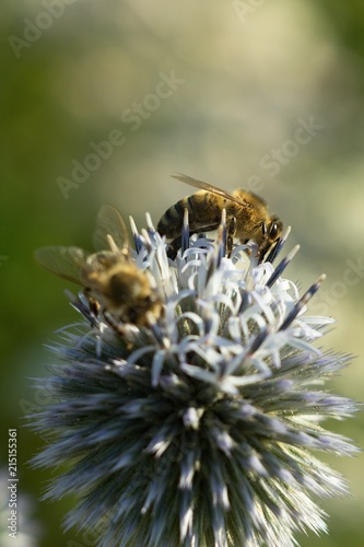 Echinops sphaerocephalus and food for honeybees and bees.