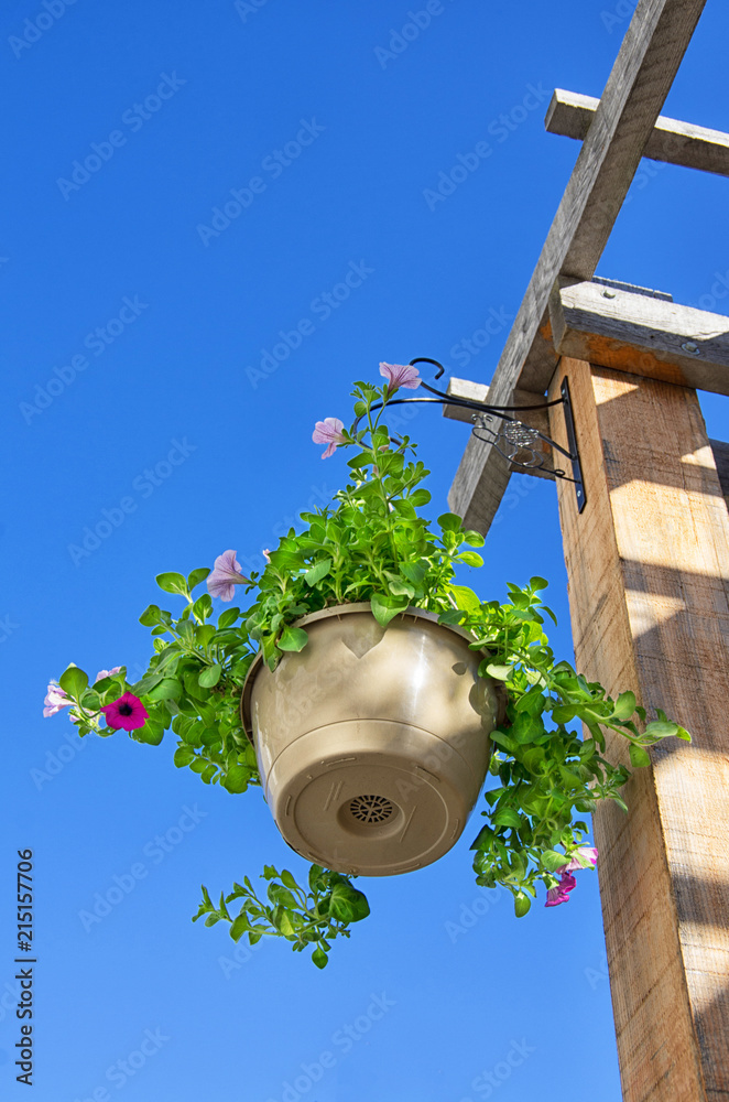 Φωτογραφία Closeup shot at the corner of a wooden pergola with flower pot against blue sky