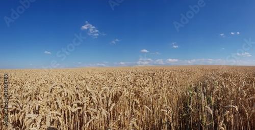 scenic panorama view of wheat field under a cloudy sky 