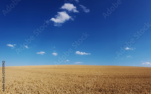 scenic panorama view of wheat field under a cloudy sky 