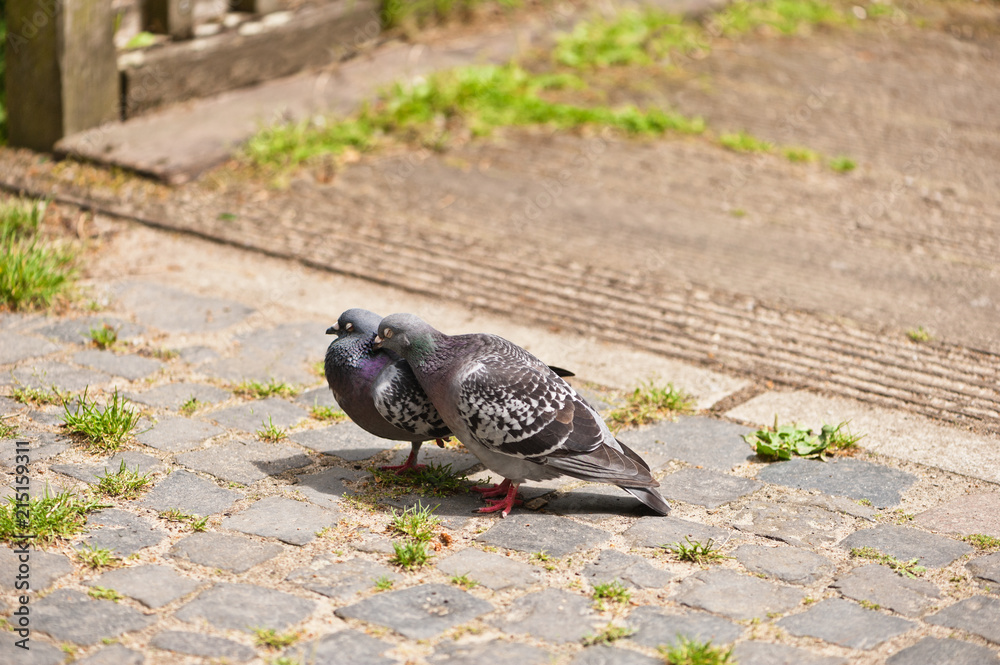 Obraz premium Ein Taubenpärchen mit geschlossenen Augen