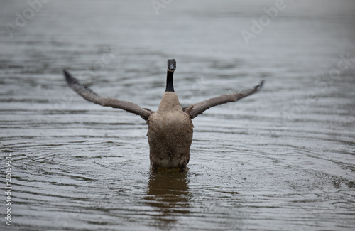 Canada Geese flapping wings