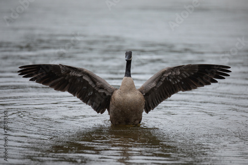Canada Geese flapping wings