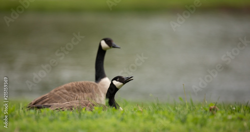 Canada Geese relaxing with expression