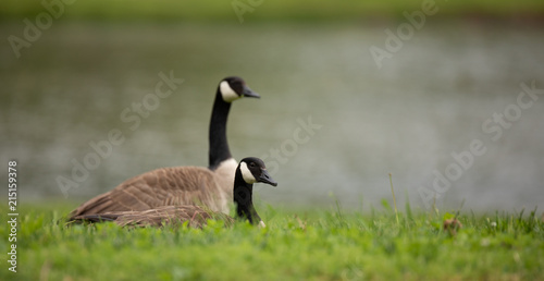 Canada Geese relaxing