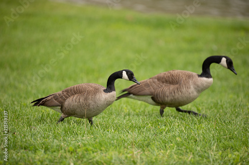 Canada Geese walking