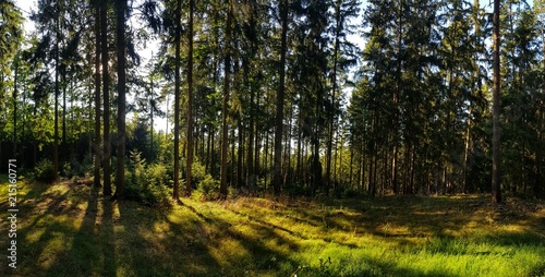 panorama view in the forest with trees and rays © klickit24