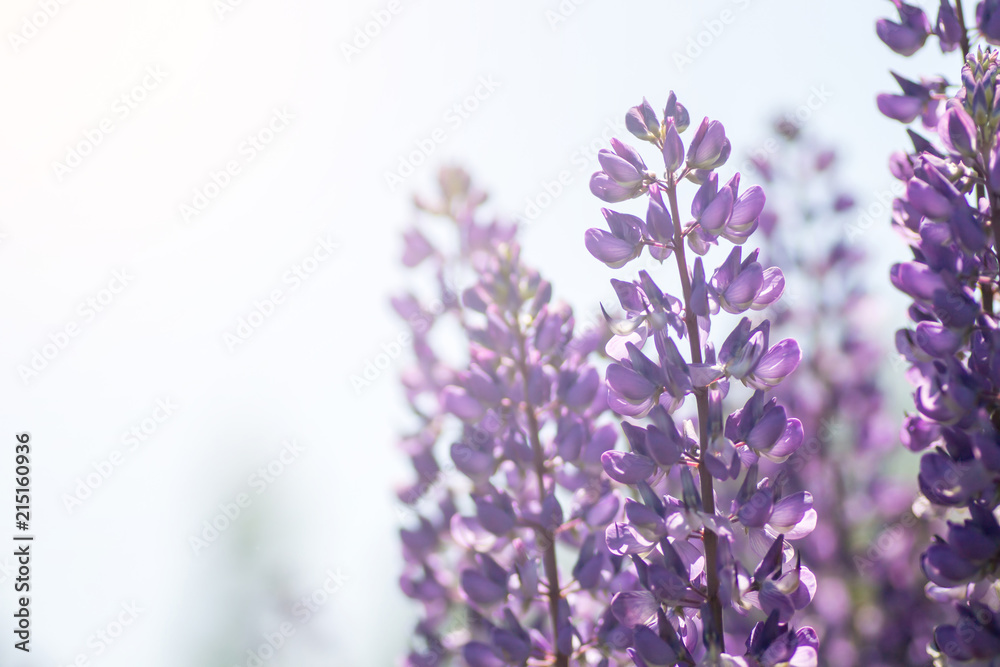 Blooming lupine flowers. A field of lupines. Violet spring and summer flowers Blooming lupine flowers. A field of lupines. Violet spring and summer flowers