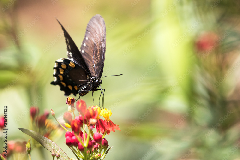 Spicebush Swallowtail Butterfly - Pterourus troilus Spicebush Swallowtail Butterfly - Pterourus troilus