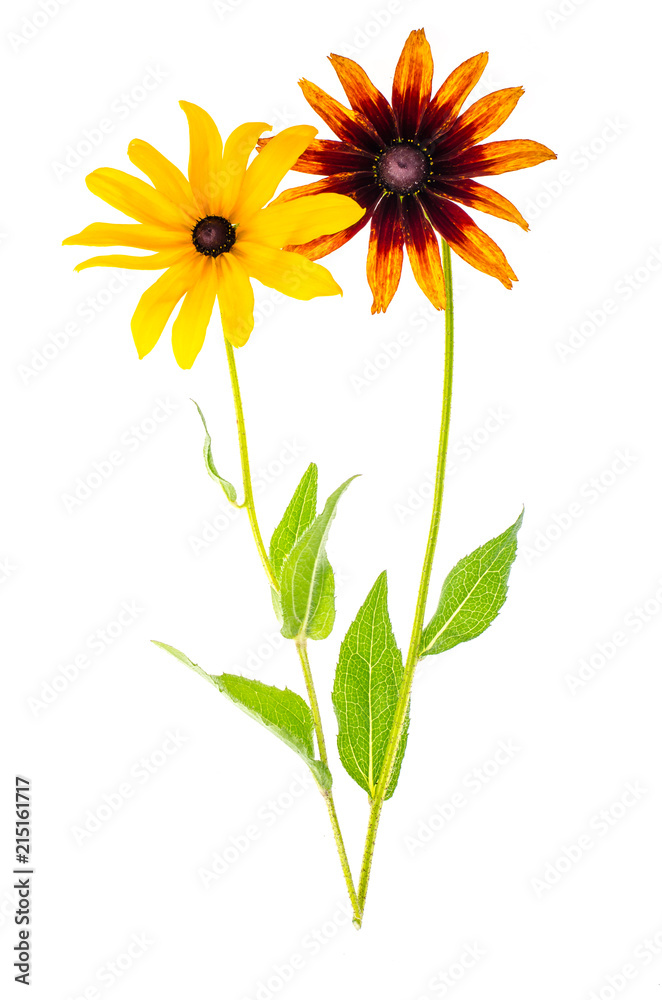 Naklejka premium Yellow Rudbekka flowers on white background